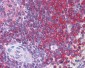 SCRN1 / Secernin 1 Antibody (C-Terminus)